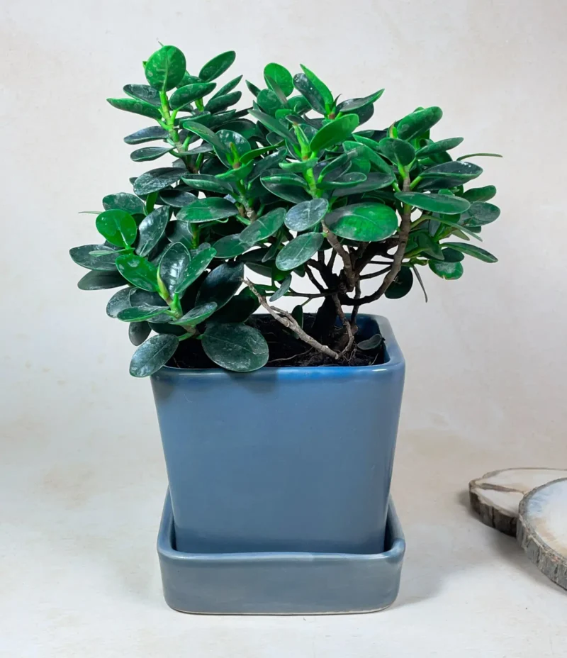 Square Ceramic Succulent Pot With Plate