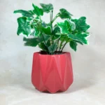 Diamond Shaped Indoor Ceramic Planter