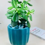 Fluted Indoor Ceramic Planter