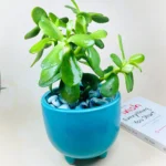 Three Legged Indoor Ceramic Flower Pot