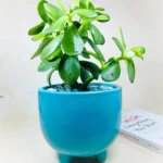 Three Legged Indoor Ceramic Flower Pot