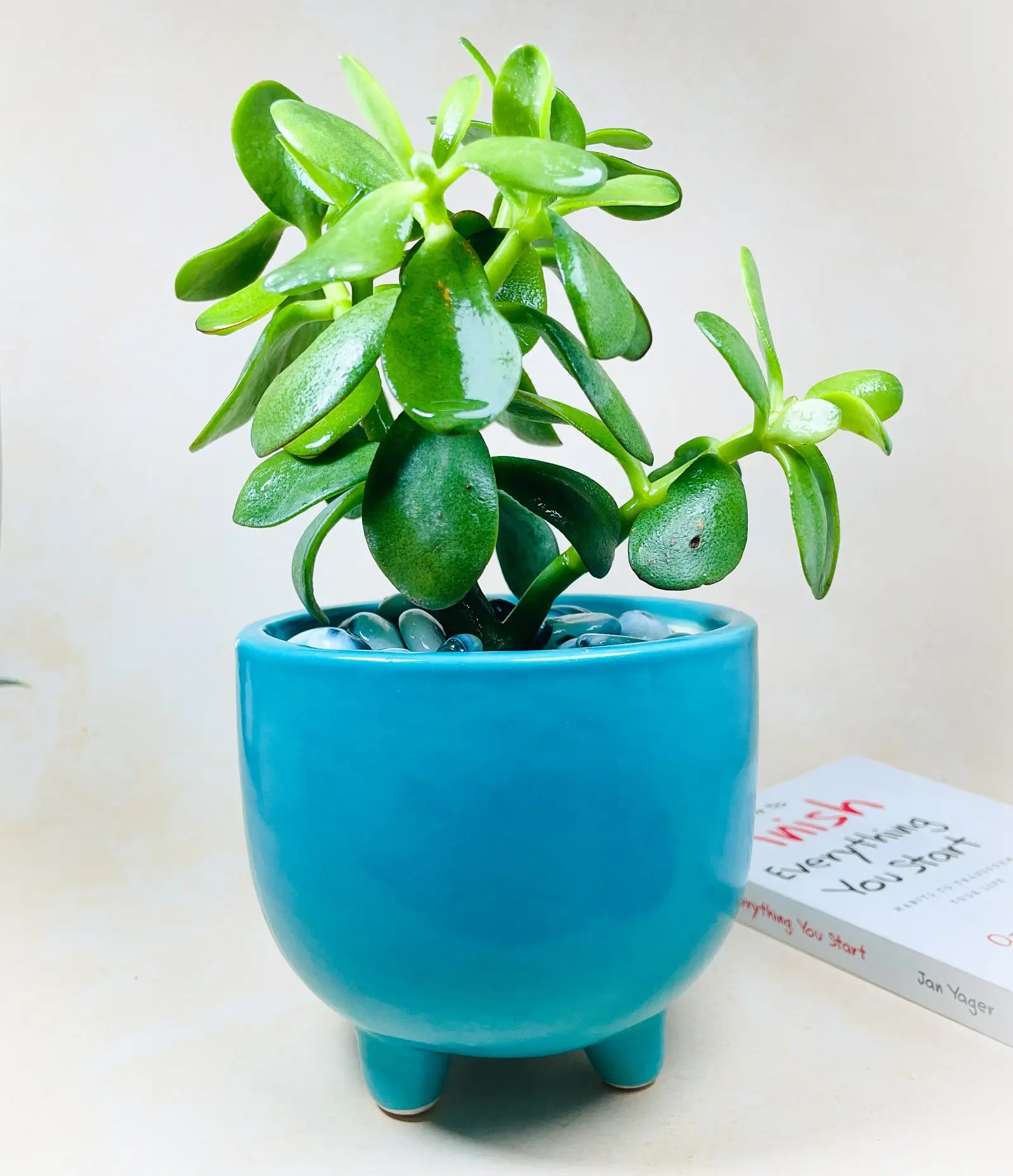 Three Legged Indoor Ceramic Flower Pot Front Three Legged Indoor Ceramic Flower Pot