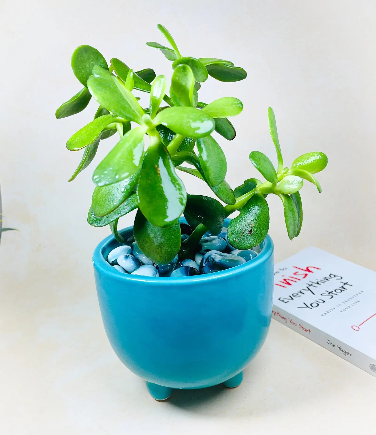 Three Legged Indoor Ceramic Flower Pot Three Legged Indoor Ceramic Flower Pot