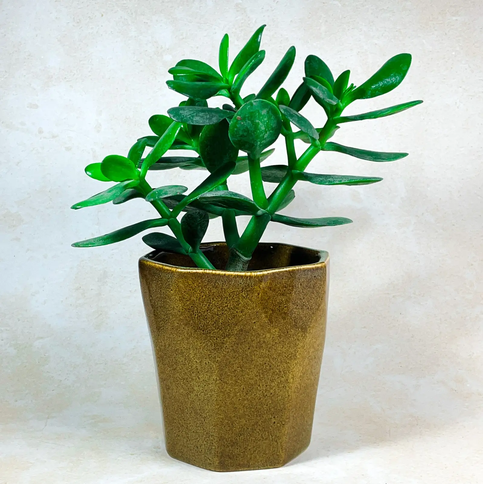 EarthTone Hexa Ceramic Planter 2