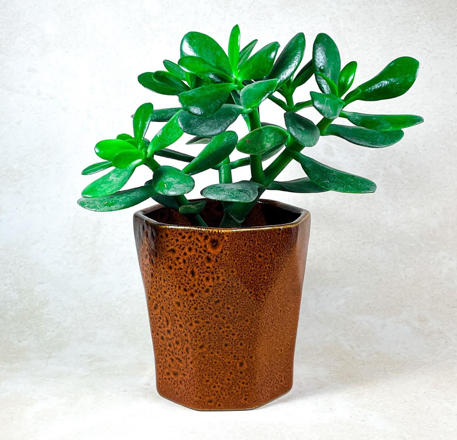 EarthTone Hexa Ceramic Planter Brown 1