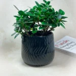 Handmade Ivory Wave Textured Ceramic indoor Planter black
