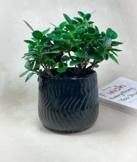 Handmade Ivory Wave Textured Ceramic indoor Planter black