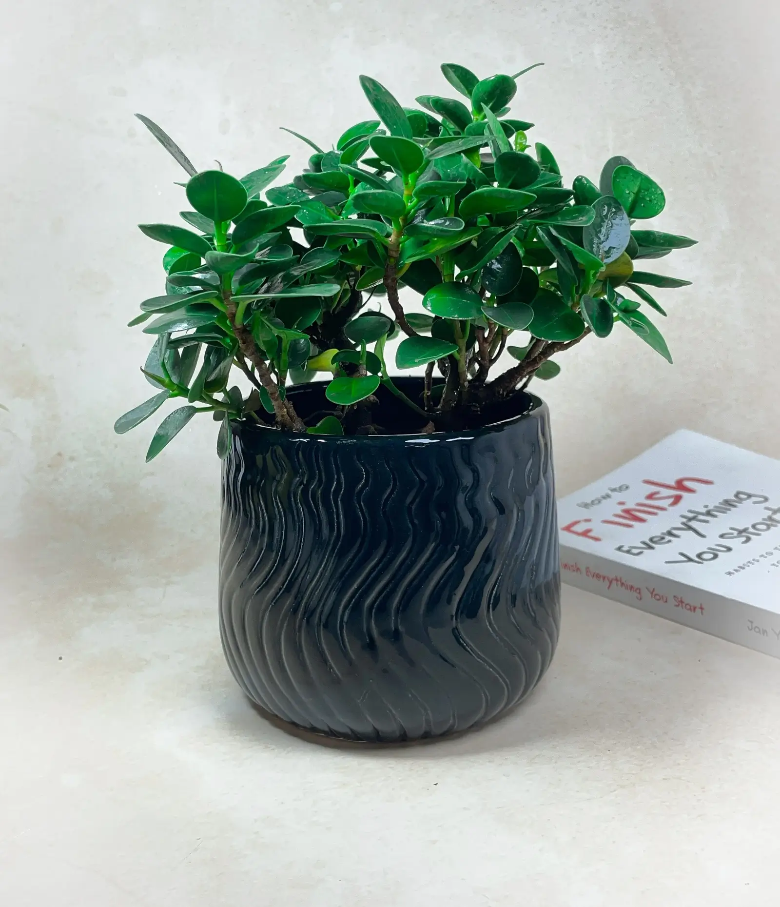 Handmade Ivory Wave Textured Ceramic indoor Planter black