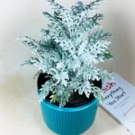 Modern Wave Ceramic Planter